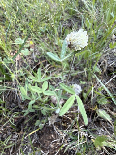 Trifolium eriocephalum, photograph 6
