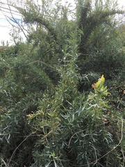 Atriplex lentiformis breweri
