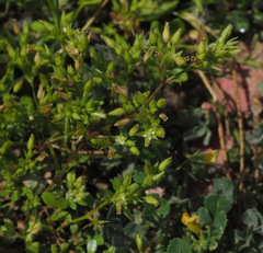 Arenaria leptoclados