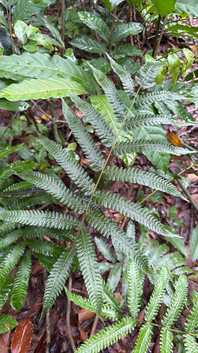 Goniopteris tetragona, 2026-04-24