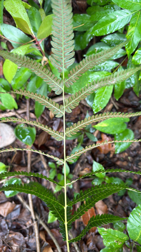 Goniopteris tetragona, 2026-04-24