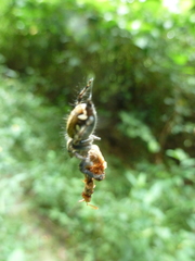 Salticidae