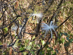 Pseudobombax palmeri