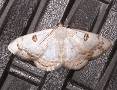 Argyrotome prospectata