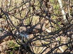 Pseudobombax palmeri