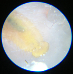 Boccardia proboscidea