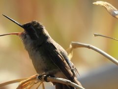 Chlorostilbon assimilis