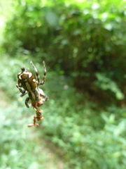 Salticidae