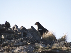 Daptrius albogularis