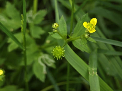 Ranunculus cantoniensis, photograph 5
