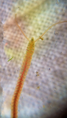 Boccardia proboscidea