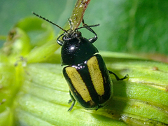 Cryptocephalus vittatus