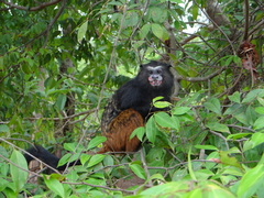 Saguinus weddelli weddelli