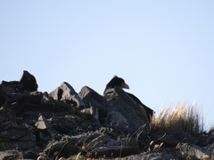 Daptrius albogularis