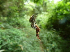 Salticidae