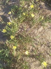 Sisyrinchium vaginatum