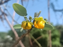 Senna atomaria, photograph (c) nasua, some rights reserved (CC BY)