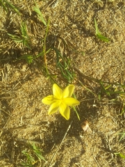 Sisyrinchium vaginatum