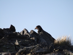 Daptrius albogularis