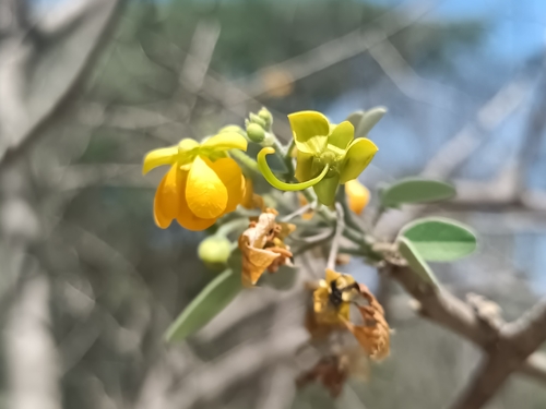 Senna atomaria, photograph 5