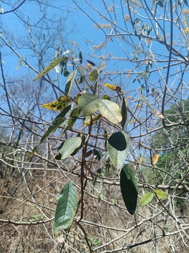 Senna atomaria, photograph 6