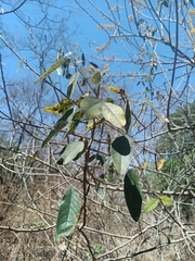 Senna atomaria, photograph (c) nasua, some rights reserved (CC BY)