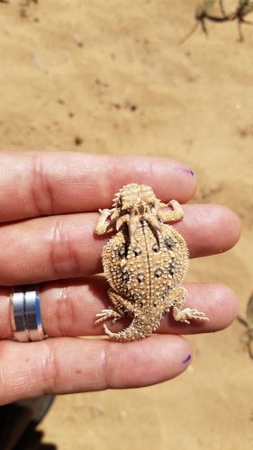 Flat-tailed Horned Lizard
