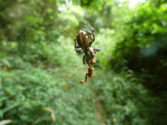 Salticidae
