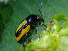 Cryptocephalus vittatus