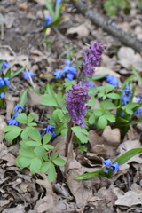 Corydalis solida
