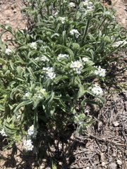 Cryptantha crassisepala crassisepala