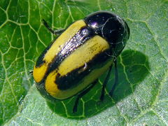 Cryptocephalus vittatus