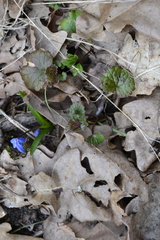 Glechoma hederacea