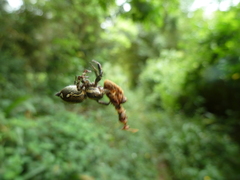 Salticidae