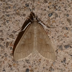 Mecyna asinalis