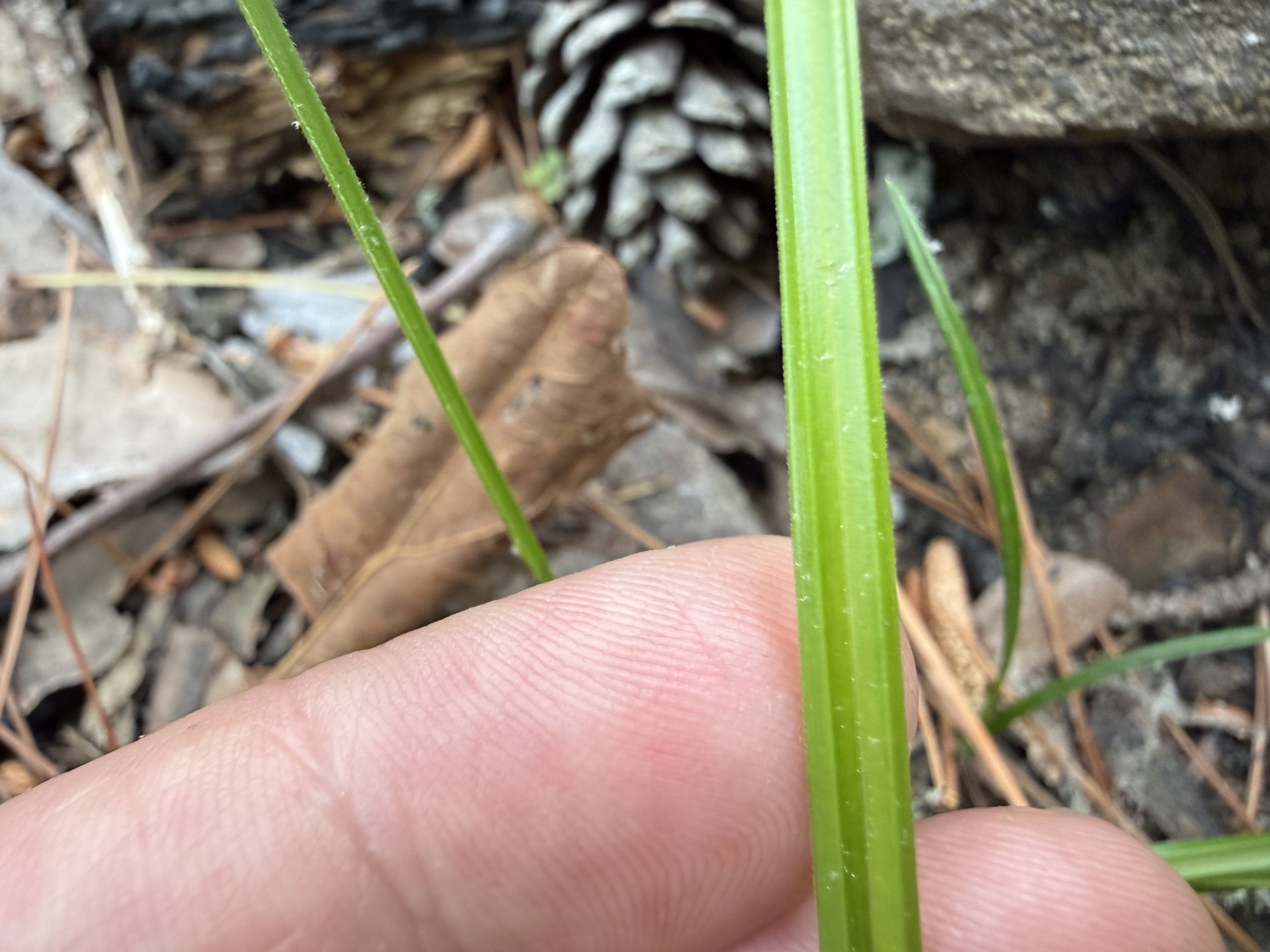 Imagem de Scleria oligantha