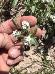 Cryptantha crassisepala crassisepala
