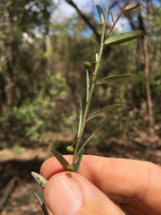 Phyllanthus virgatus