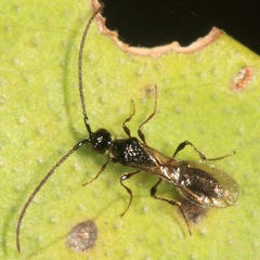 Diapriinae