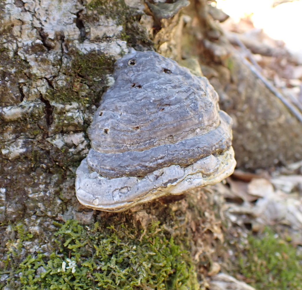 Fomes excavatus · April 2026 · photo: © slamonde (iNaturalist, cc-by)