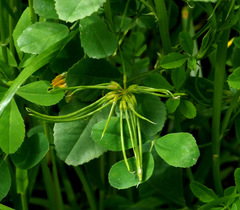 Trigonella caelesyriaca