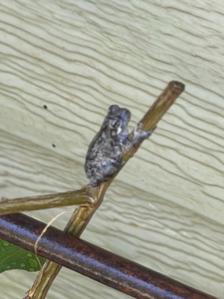 Gray Treefrog Species Complex in April 2026 by Many Ways Farm · iNaturalist