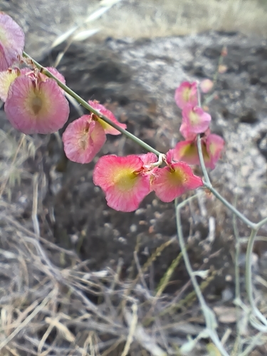 Rumex induratus, photograph 4