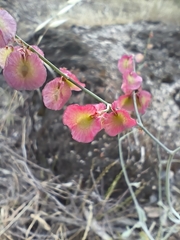 Rumex induratus, photograph author not stated, no rights reserved
