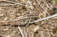 Omocestus