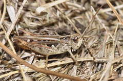 Omocestus