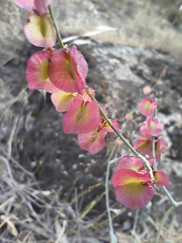 Rumex induratus, photograph 5