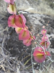 Rumex induratus, photograph author not stated, no rights reserved