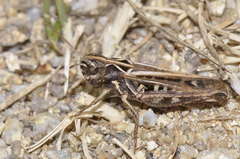 Omocestus