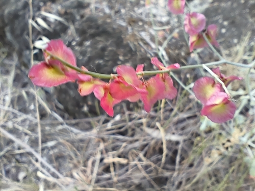 Rumex induratus, photograph 6
